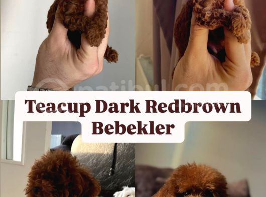 Teacup Dark Red Brown Kore Kan Poodle görsel