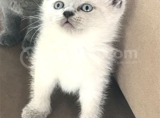 Bebeklerimiz Ailelerini Arıyor görsel