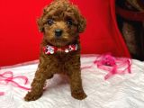 Teacup Dark Red Brown Kore Kan Poodle