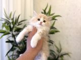 ÖZEL RENK BRITISH LONGHAIR YAVRUMUZ