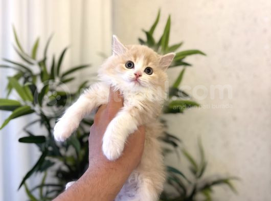 Özel Renk British Longhair Yavrumuz