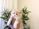 Özel Renk British Longhair Yavrumuz