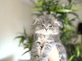 DÜNYA TATLISI SCOTTISH FOLD YAVRULARIM