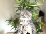 Dünya Tatlisi Scottish Fold Yavrularim