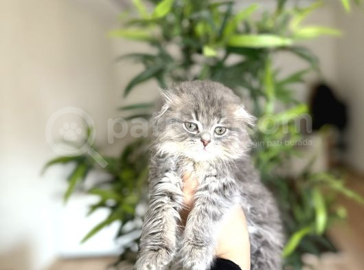 Dünya Tatlisi Scottish Fold Yavrularim görsel