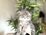 Dünya Tatlisi Scottish Fold Yavrularim