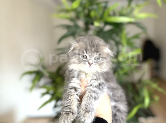 Dünya Tatlisi Scottish Fold Yavrularim görsel