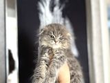 SCOTTISH FOLD LONGHAIR YAVRULARIMIZ