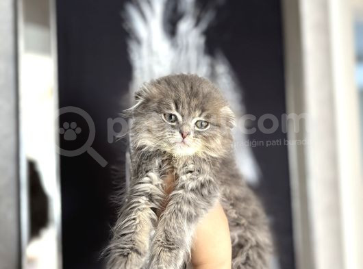 Scottish Fold Longhair Yavrularimiz