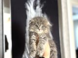 Scottish Fold Longhair Yavrularimiz