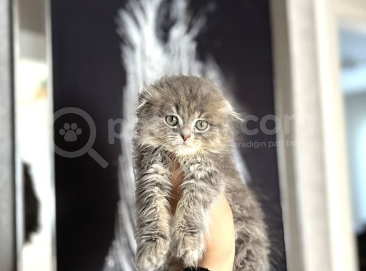 Scottish Fold Longhair Yavrularimiz görsel