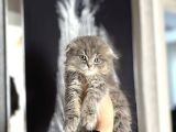 Scottish Fold Longhair Yavrularimiz