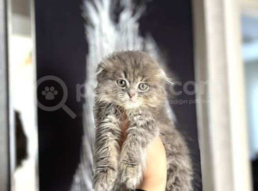 Scottish Fold Longhair Yavrularimiz görsel