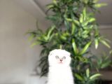 Scottish Fold Silver Point Yavrularim