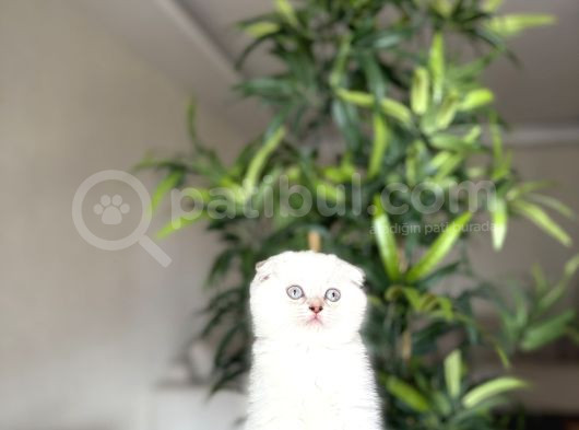 Scottish Fold Silver Point Yavrularim görsel