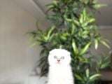 SCOTTISH FOLD SILVER POINT YAVRULARIM