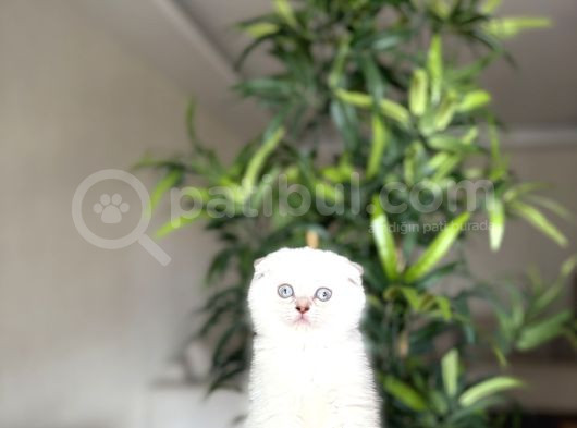 Scottish Fold Silver Point Yavrularim