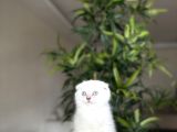 Scottish Fold Silver Point Yavrularim