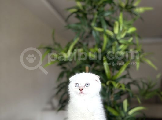 Scottish Fold Silver Point Yavrularim görsel