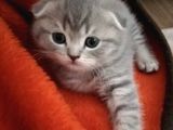 SCOTTISH FOLD A KALİTE YAVRULAR