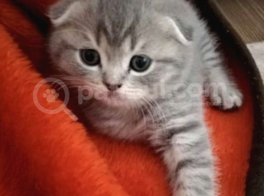 Scottish Fold A Kali̇te Yavrular