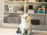 BRITISH SHORTHAİR SAFKAN YAVRULAR