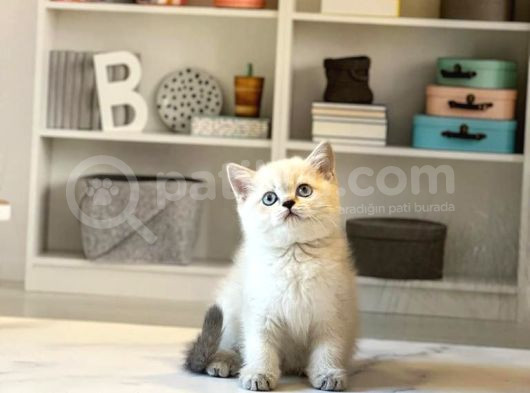 British Shorthai̇r Safkan Yavrular