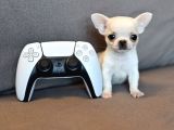 XXS mini EN İYİ SAFKAN APPLE FACE WC EĞİTİMLİ