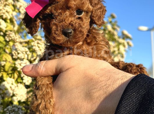 Teacup Toy Poodle görsel