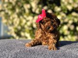 Teacup Toy Poodle
