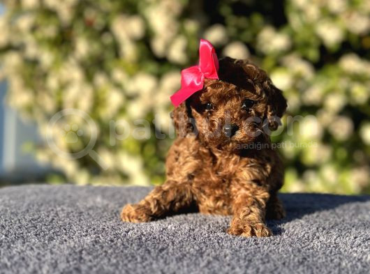 Teacup Toy Poodle görsel