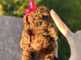 Teacup toy Poodle