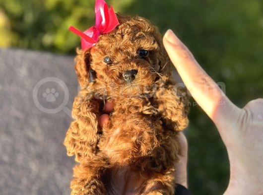 Teacup Toy Poodle
