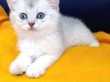 TOP KAFA PRENSİMİZ