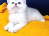 Top Kafa Prensi̇mi̇z