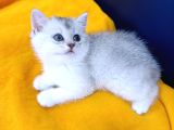 Top Kafa Prensi̇mi̇z