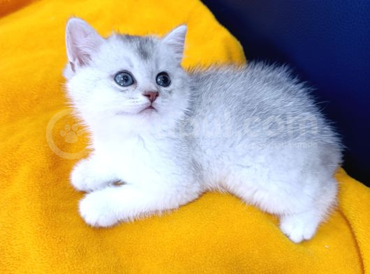Top Kafa Prensi̇mi̇z görsel