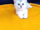 Top Kafa Prensi̇mi̇z