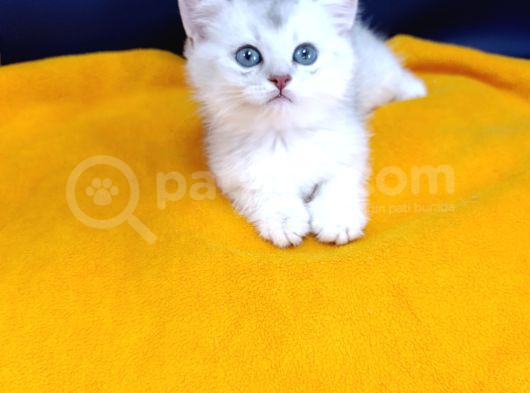Top Kafa Prensi̇mi̇z görsel