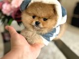 En Üst Kali̇te Ori̇ji̇nal Pomerani̇an Boo Ayi Sürat