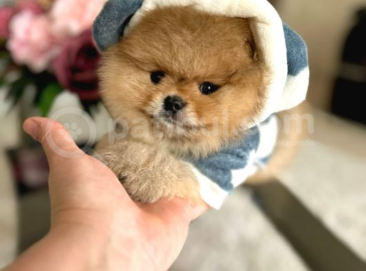 En Üst Kali̇te Ori̇ji̇nal Pomerani̇an Boo Ayi Sürat görsel