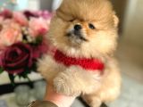En Üst Kali̇te Ori̇ji̇nal Pomerani̇an Boo Ayi Sürat