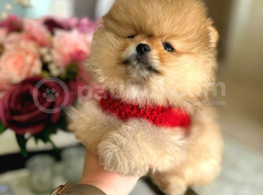 En Üst Kali̇te Ori̇ji̇nal Pomerani̇an Boo Ayi Sürat görsel