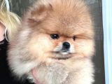 EN ÜST KALİTE ORİJİNAL POMERANİAN BOO AYI SÜRAT