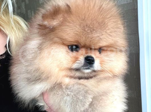 En Üst Kali̇te Ori̇ji̇nal Pomerani̇an Boo Ayi Sürat