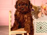 Mini Boy Toy Poodle Yavrular 