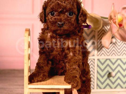 Mini Boy Toy Poodle Yavrular  görsel