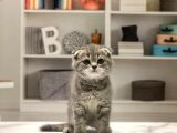 SCOTTISH FOLD WHISKAS YAVRUMUZ