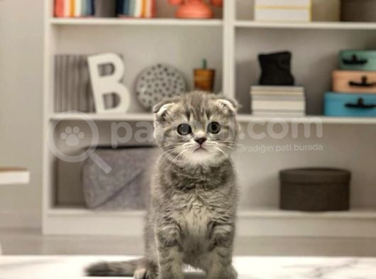 Scottish Fold Whiskas Yavrumuz