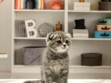 Scottish Fold Whiskas Yavrumuz